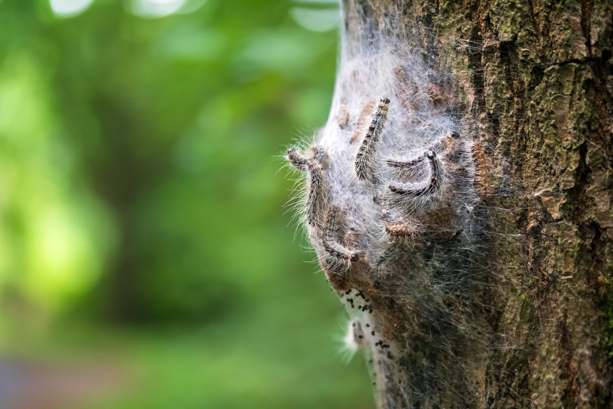 processionaria della quercia