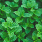coltivazione menta piperita