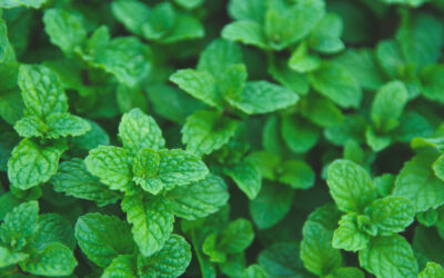 coltivazione menta piperita