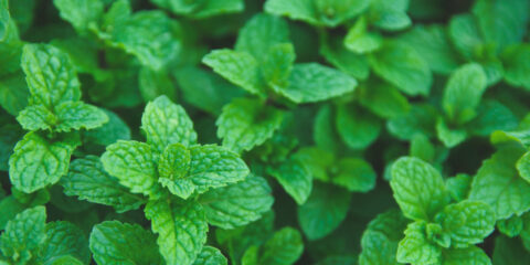 coltivazione menta piperita
