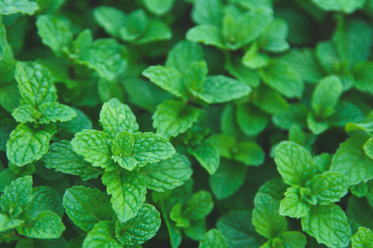 coltivazione menta piperita