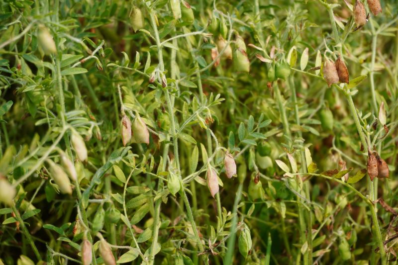 Lenticchie leguminose