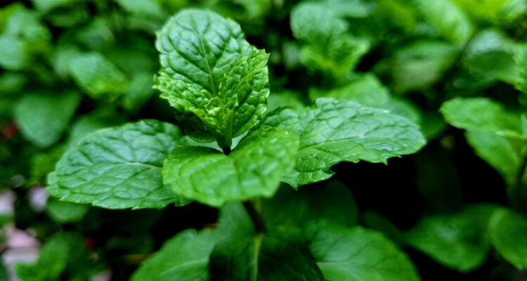 pianta menta