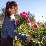 fiori recisi