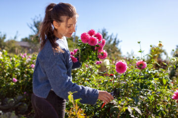 fiori recisi