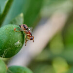 mosca dell'olivo