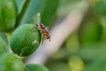 mosca dell'olivo