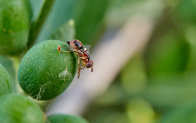mosca dell'olivo