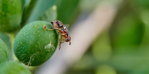 mosca dell'olivo