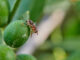 mosca dell'olivo
