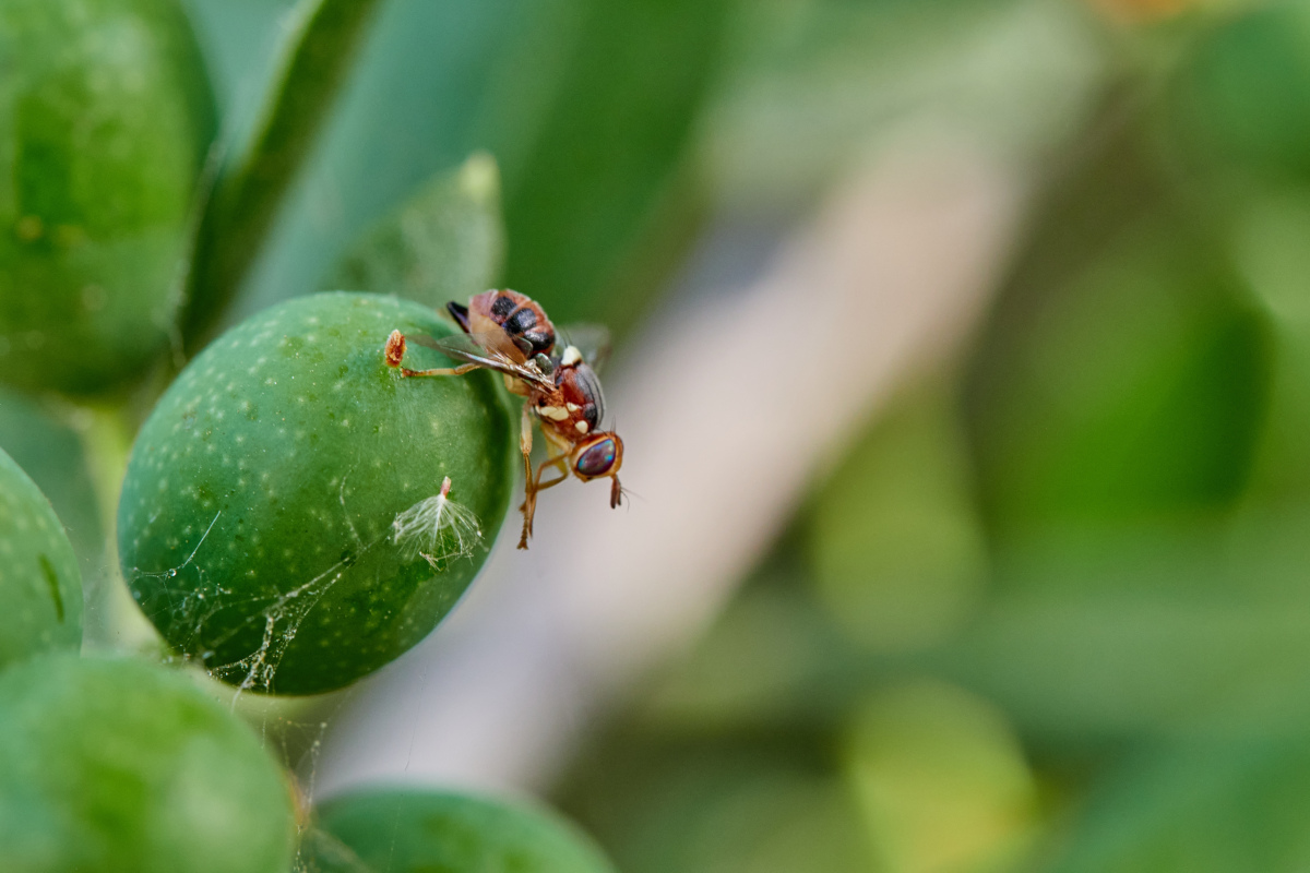 mosca dell'olivo