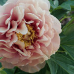 peonie itoh