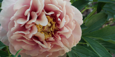 peonie itoh