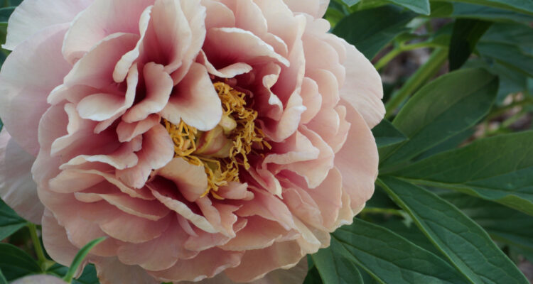 peonie itoh