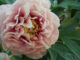 peonie itoh