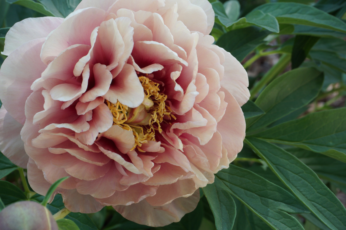 peonie itoh