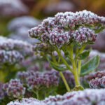 Sedum telephium