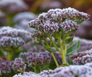 Sedum telephium
