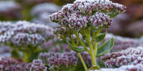 Sedum telephium