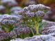 Sedum telephium