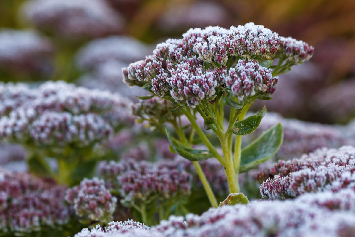 Sedum telephium