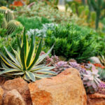 come realizzare giardino roccioso