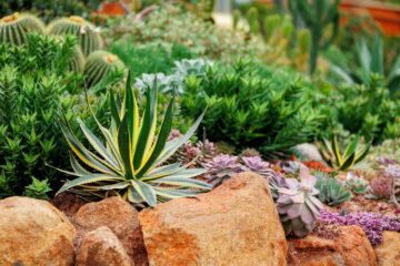 come realizzare giardino roccioso