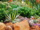 come realizzare giardino roccioso
