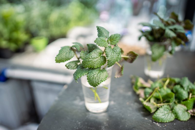come riprodurre menta