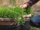 come coltivare menta