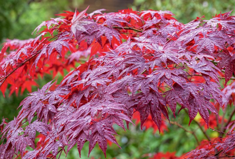 acer palmatum