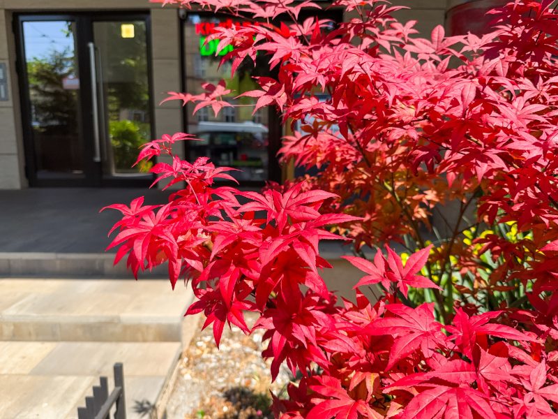 acer palmatum