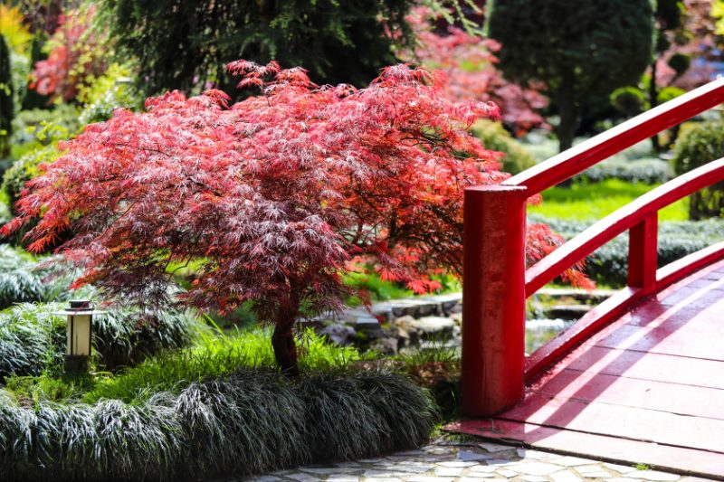 acer palmatum