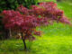 acer palmatum