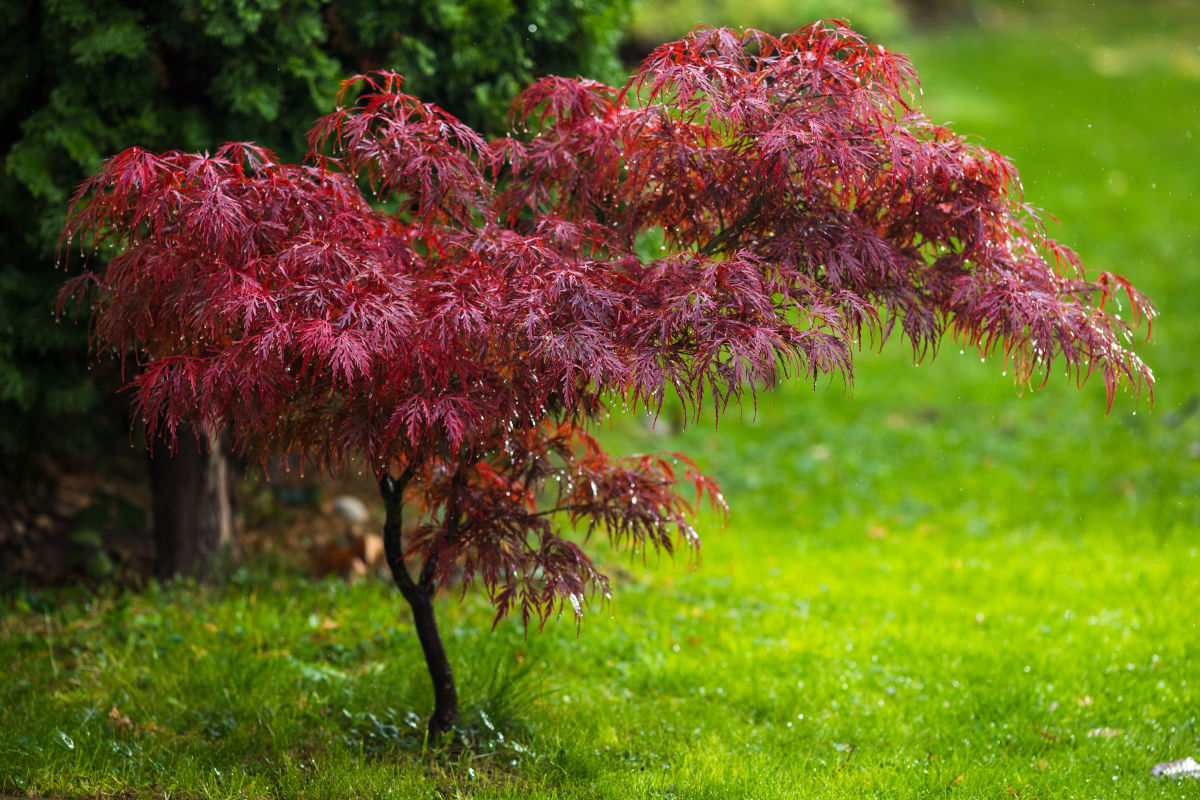 acer palmatum