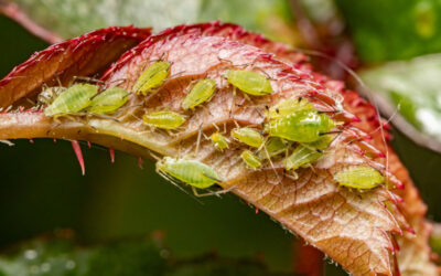 rimedi naturali afidi