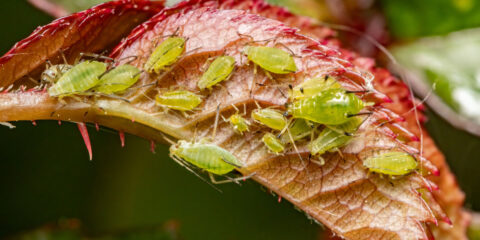 rimedi naturali afidi