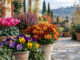 fiori di novembre
